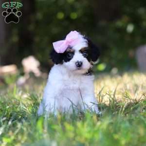 Winter, Cavapoo Puppy